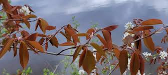 Image result for Amelanchier laevis
