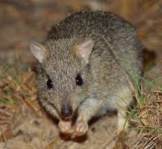 Northern Bettong An Endangered Kangaroo Australian Native Animals Australian Animals Australian Mammals