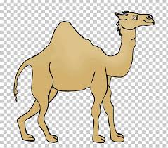 Pdf | the dromedary (camelus dromedaries), also called arabian camel or one humped camel. Dromedary Morocco Desert Euclidean Png Clipart Animal Animals Arabian Camel Arizona Desert Camel Free Png Download