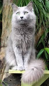Russian blues give an overall impression of being a long, slender, elegant cat. Nebelung Cats Pet Health Insurance Tips