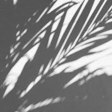  Space Milk Spacemilk Instagram Photos Spacemilk Spacemilk Palmleaves Monochrome Blackandwhit Fotografi Hitam Putih Latar Belakang Ilustrasi