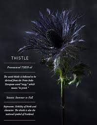 Flower Glossary Thistle Design Sponge