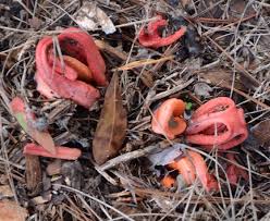 Check spelling or type a new query. Valentine S Day Red And The Column Stinkhorn Fungus Panhandle Outdoors