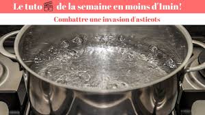 Vers Blancs Comment Combattre Une Invasion D Asticots Youtube