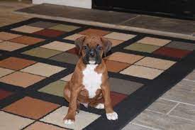 Boxer/american bull dog mix puppy Mahogany Fawn Boxer Puppy For Sale In Rochester New York Classified Americanlisted Com