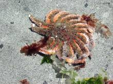 Image result for Pycnobotrya