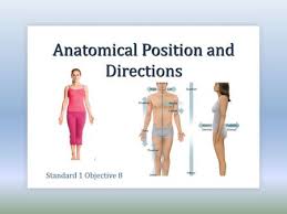 Anatomical Position Ppt Video Online Download