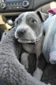 Pin By Mary Cain On Animals Pitbull Puppies Pitbull Dog