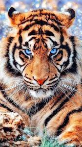Tigre De Bengala Tiger Pictures Big Cats Photography Animals Beautiful