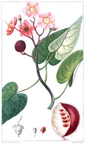 Image result for Bixaceae