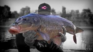 Stalking A La Recherche Des Carpes De Seine Pico 92 Peche Sportive Aux Leurres A Paris La Seine