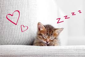 Boy cat names fit for a king! The Top 10 Cat Names From 2018 Cat Kitten Names Mipet Cover