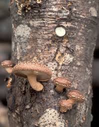 Image result for Lentinus edodes