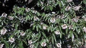 Image result for Craibia