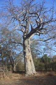 Image result for Adansonia digitata