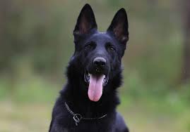 It's quite long and grows in. 10 Big Black Dog Breeds You Ll Love Canine Weekly