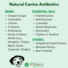 Pin On Dog Health