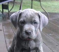 Cane Corso Italian Mastiff Puppies For Sale Blue Brindle Akc Iccf Cane Corso Puppies Mastiff Puppies Cane Corso