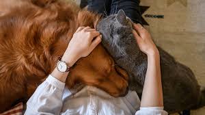 Alleine Bleiben Nach Corona Tipps Fur Hund Firstvet