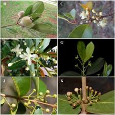 Image result for Eugenia malangensis