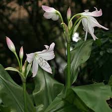 Image result for Crinum moorei