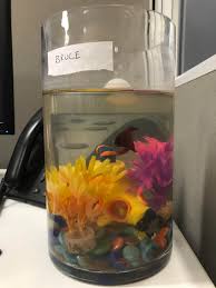 Betta fish are small fish, but by fully extending their fins and gills, they make themselves look larger. This Betta Fish Tank At My Dad S Work The Fish Is So Cute And Lively Sucks He S Not In A Good Tank Not My Dad S A Coworker S Shittyaquariums
