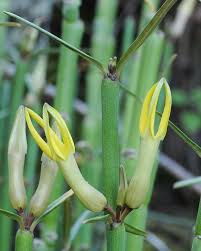 Image result for Ceropegia claviloba