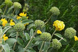 Maybe you would like to learn more about one of these? Phlomis Edward Bowles Shrub With Whorls Of Yellow Flowers And Stock Photo Picture And Royalty Free Image Image 77276701