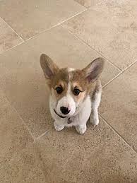 Check spelling or type a new query. Pembroke Welsh Corgi Wikipedia