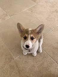 Check out available welsh corgi puppies now! Pembroke Welsh Corgi Wikipedia