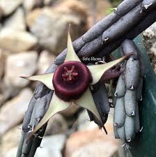 Image result for Huernia procumbens