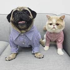Klasik Pet Kopek Gomlek Icin Yuksek Kaliteli Kopek Giysileri Kucuk Kopekler Evcil Giyim Cizgili Pug Pet Giyim Kopek Kiyafet Fransiz Bulldog Kopek Mont Ve Ceketleri Aliexpress
