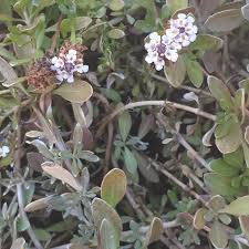 Image result for Lippia