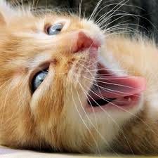 Yaaawnn By Biljana1313 Deviantart Com Orange Cats Kittens Cutest Cats