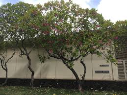 Image result for Plumeria rubra