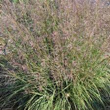 Image result for Sporobolus festivus