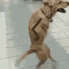 Image Result For Funny Dogs Funny Cute Funny Pictures Funny Gif