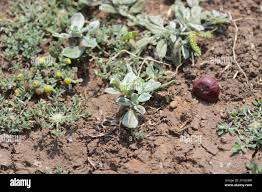 Image result for Euploca ovalifolia