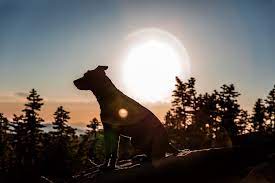 In her honor, i asked if i could help care for the two senior dogs: How To Grieve Your Pet After Euthanasia 13 Tips Cake Blog