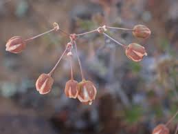 Image result for Pharnaceum brevicaule