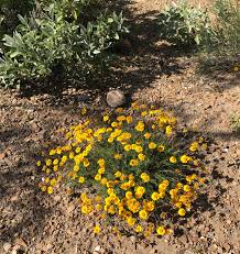 Image result for Dyssodia