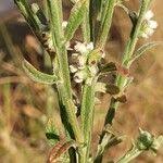 Image result for Neojeffreya