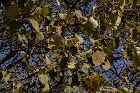 Image result for Croton macrostachyus