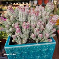 Image result for Euphorbia mossambicensis