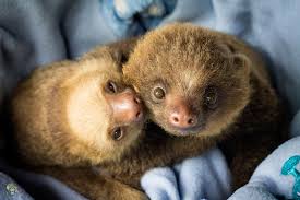Some Of Our Musicians Bowie And Lenny Cute Sloth Cute Baby Sloths Baby Sloth