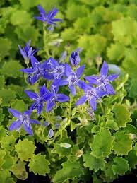 Campanula Dickson S Gold Bluestone Perennials Flores