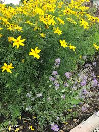 In the last 11 years, this home has increased its value by 75%. Coreopsis Zagreb And Other Cheerful Tickseed Varieties For The Garden