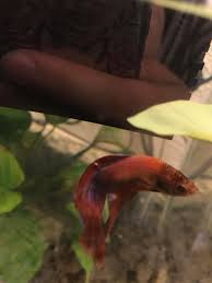 They are in separate 2.5 gallon tanks at. Stress Stripes Or Color Coming Back Bettafish