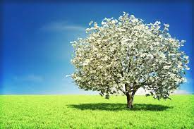 Tips For A Successful Business Loan Application Businessnewsdaily Com Money Trees Passive Income Online Abundance