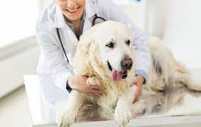 Start 2021 off on a good note for your pet by getting a wellness check! Importance Of Wellness Exams University Parkway Animal Hospital Jackson Tennessee